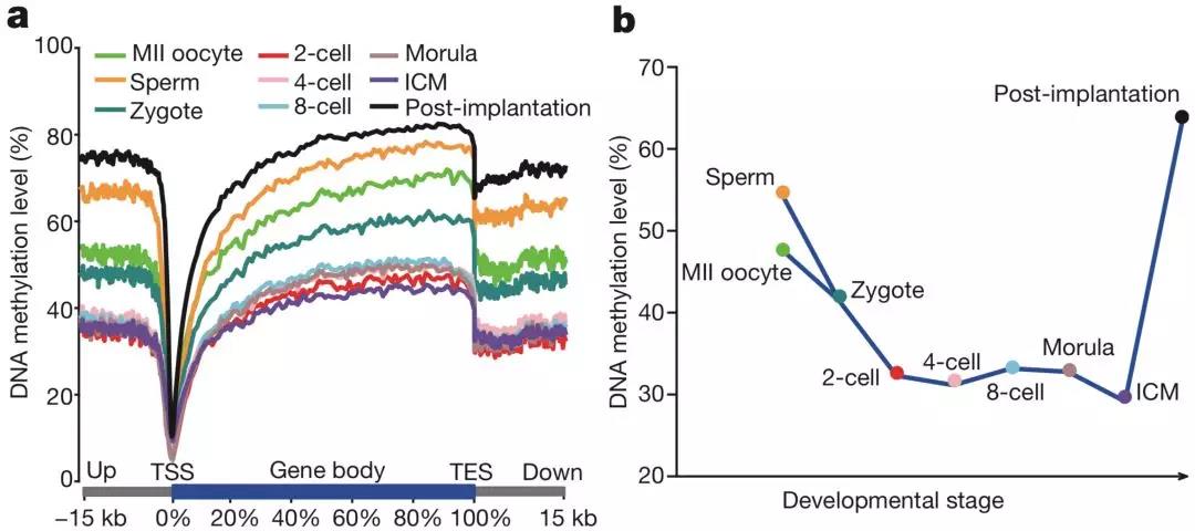 一文盘点 | 人早期胚胎单细胞dna甲基化研究