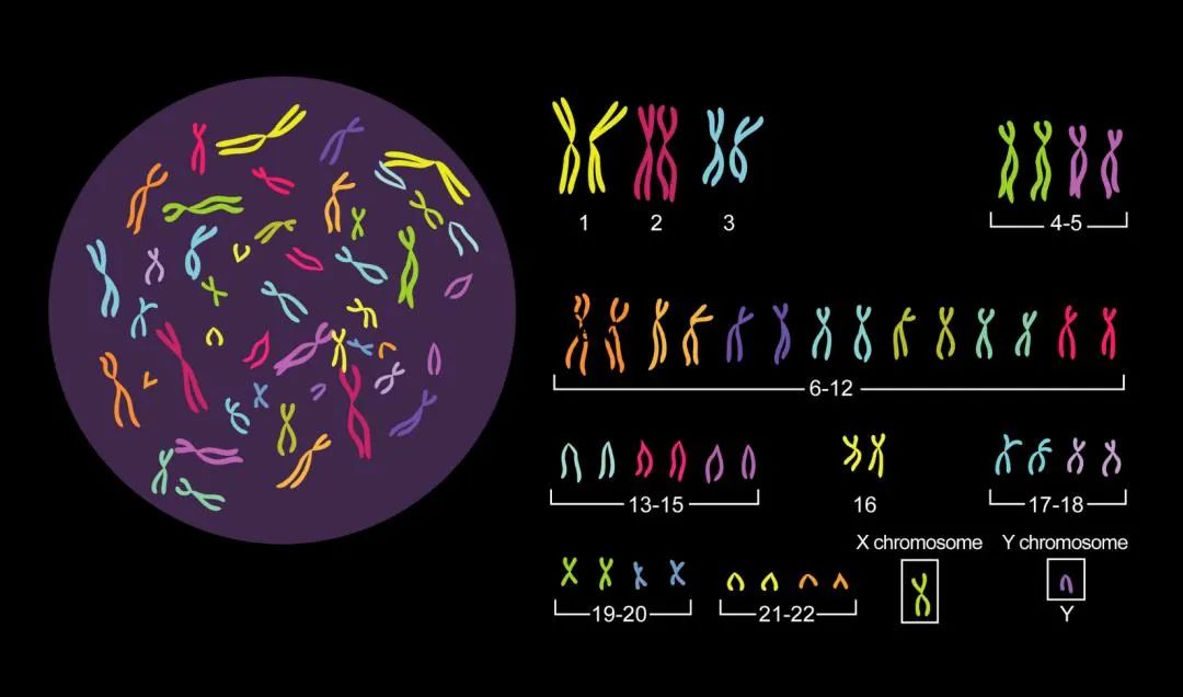 人类染色体,图片来源:harsehaj知天命,与"上帝"握手2001年2月15日和