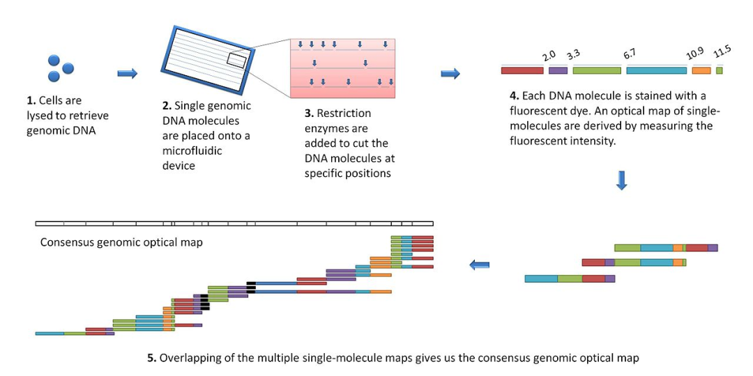 ajhg-seq-cn