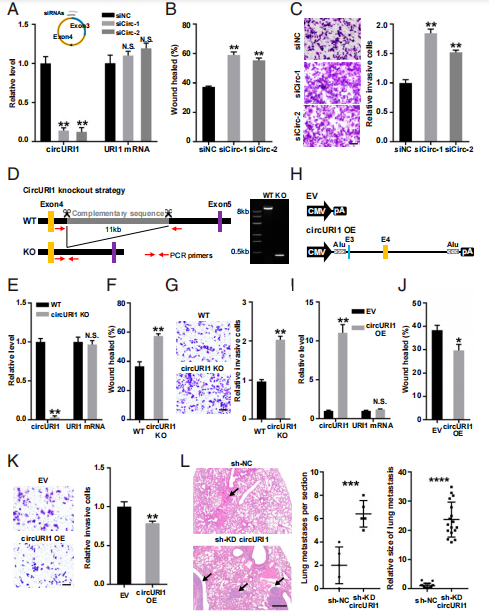 Pnas Rna Seq Cn