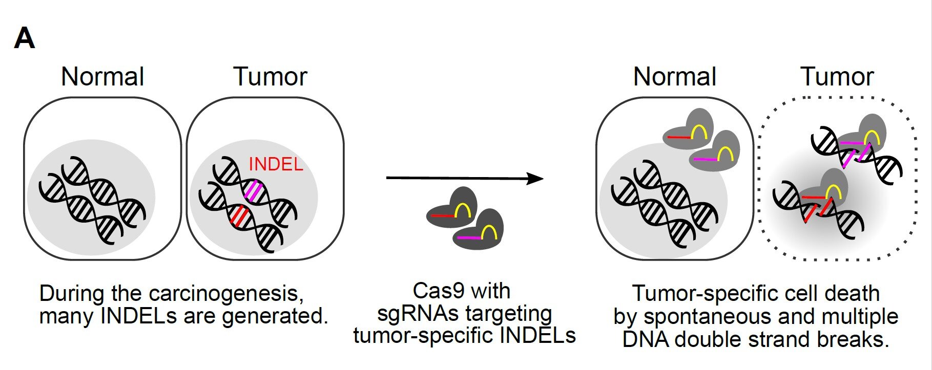 Pnas 基于crispr Cas9的个性化癌症疗法cindela，可靶向癌症特异性突变 Seq Cn