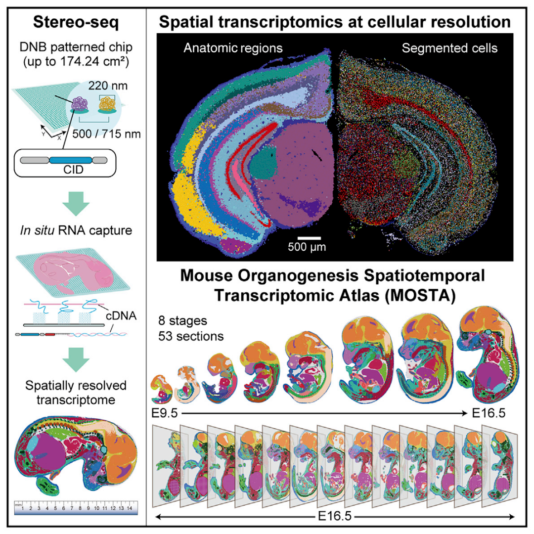 Cell Stereo Seq Seq Cn