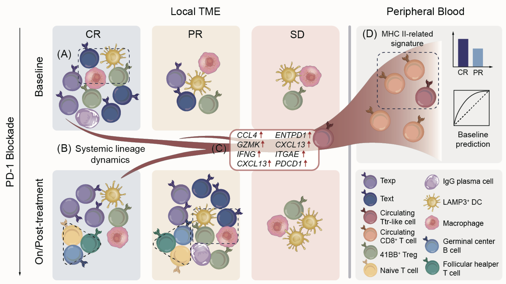 Cancer Cell Seq Cn