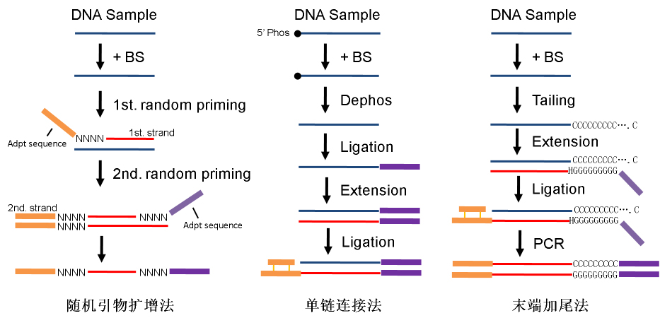 dna甲基化測序,成也bs,敗也bs! – seq.cn