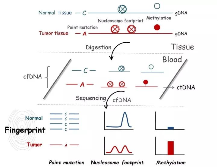 nature系列為引詳解ctdna甲基化檢測的技術與優勢