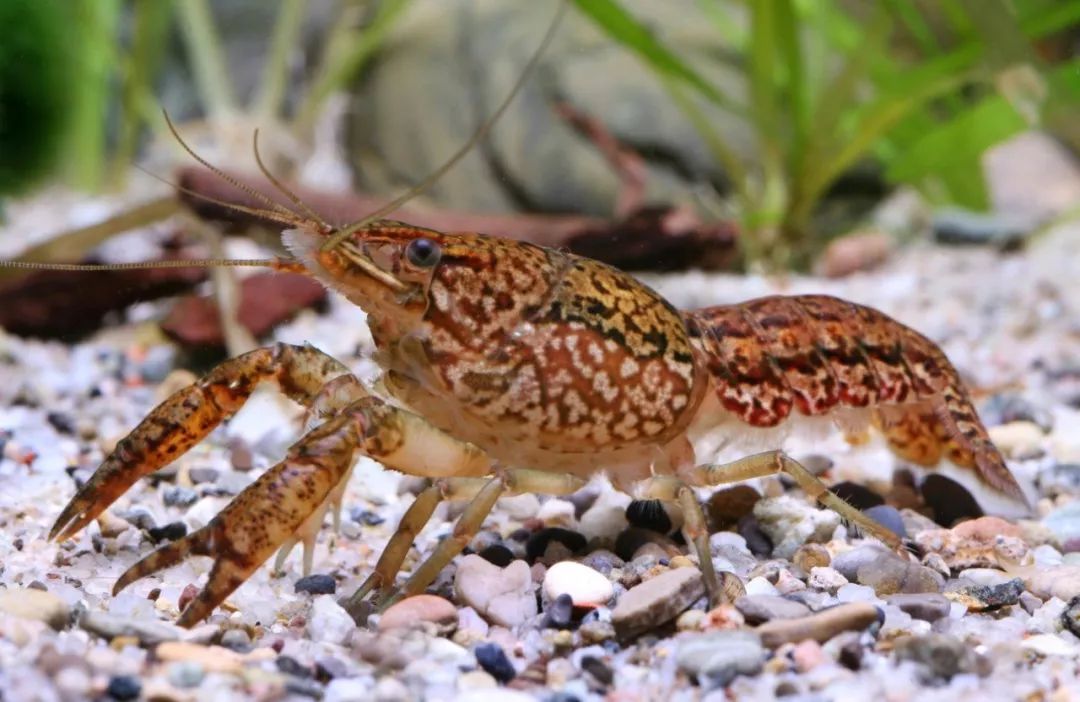 美洲龙纹螯虾这听起来像是一部怪兽电影的情节:一只无性生殖的突变